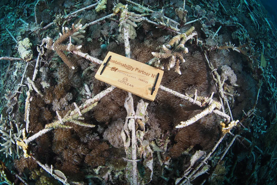 A closer look at coral spider No. 5.
