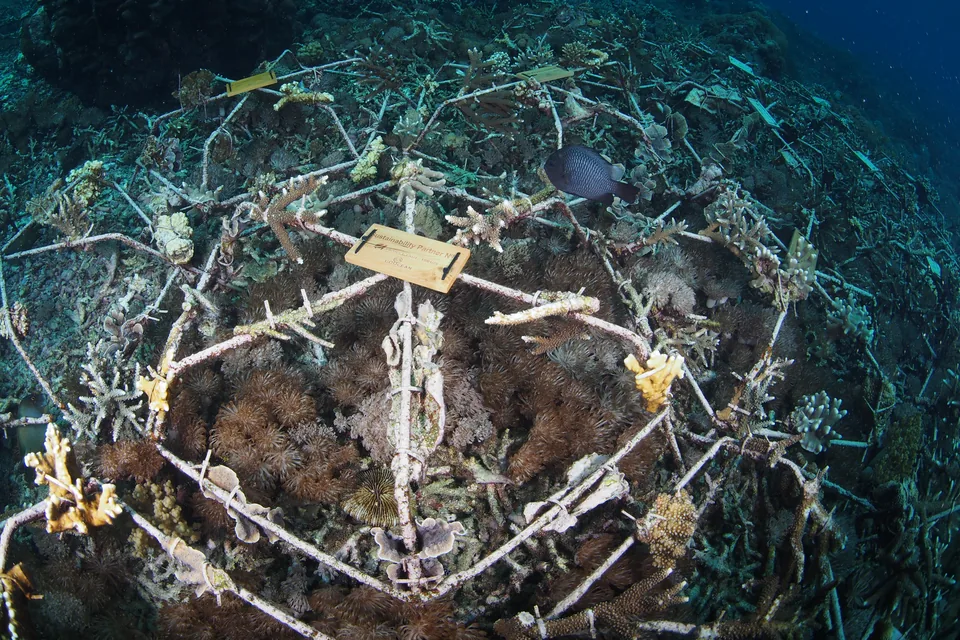Coral spider No. 5, among the corals and marine life.